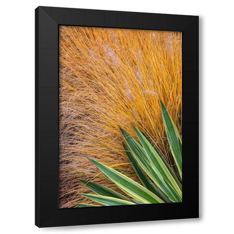Washington State-Lemolo Close-up of garden plants in autumn  Black Modern Wood Framed Art Print by Jaynes Gallery