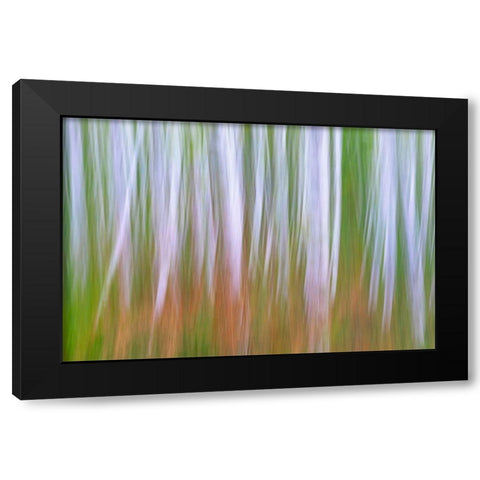 Washington State-Seabeck Young alder grove and bracken ferns in fall  Black Modern Wood Framed Art Print by Jaynes Gallery