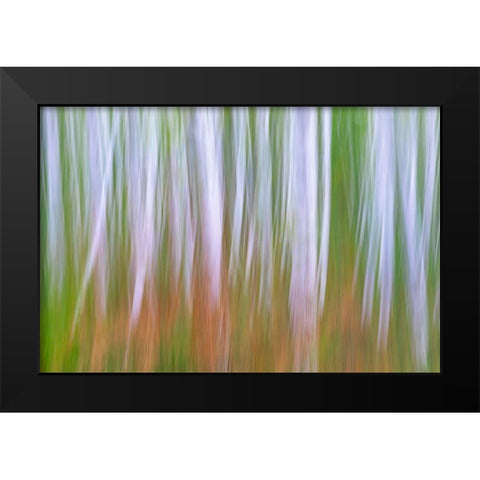 Washington State-Seabeck Young alder grove and bracken ferns in fall  Black Modern Wood Framed Art Print by Jaynes Gallery