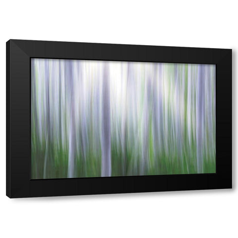 Washington State-Seabeck Panoramic abstract of alder grove  Black Modern Wood Framed Art Print by Jaynes Gallery