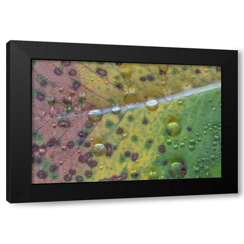 Washington State-Seabeck Rain drops on fallen salal leaf  Black Modern Wood Framed Art Print with Double Matting by Jaynes Gallery