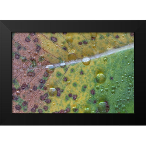 Washington State-Seabeck Rain drops on fallen salal leaf  Black Modern Wood Framed Art Print by Jaynes Gallery