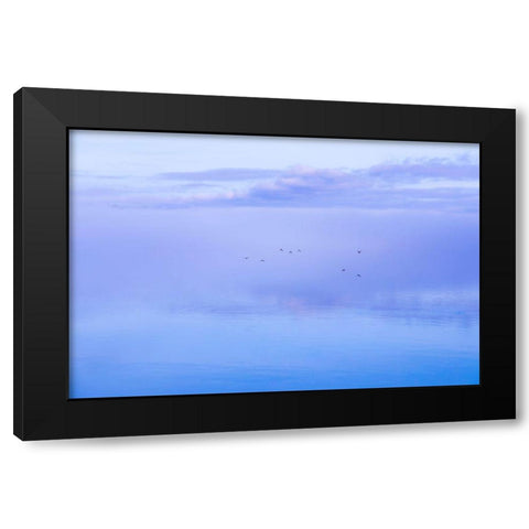 Washington State-Seabeck Ducks flying over Hood Canal  Black Modern Wood Framed Art Print with Double Matting by Jaynes Gallery