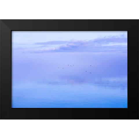 Washington State-Seabeck Ducks flying over Hood Canal  Black Modern Wood Framed Art Print by Jaynes Gallery