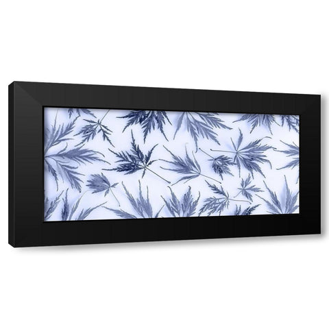 Washington State-Seabeck Panoramic of lace leaf maple leaves  Black Modern Wood Framed Art Print by Jaynes Gallery