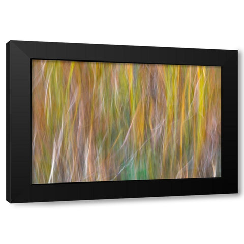 Washington State-Seabeck Abstract of ornamental grasses  Black Modern Wood Framed Art Print by Jaynes Gallery