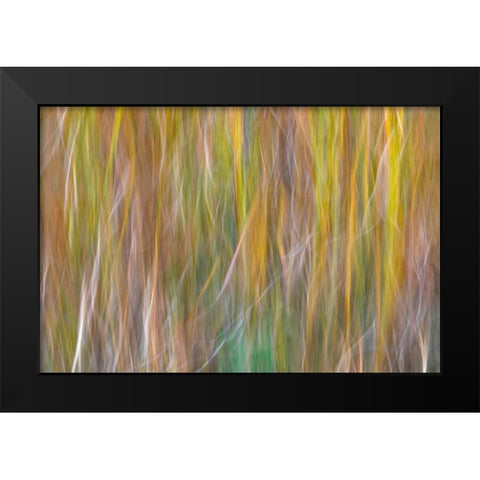 Washington State-Seabeck Abstract of ornamental grasses  Black Modern Wood Framed Art Print by Jaynes Gallery