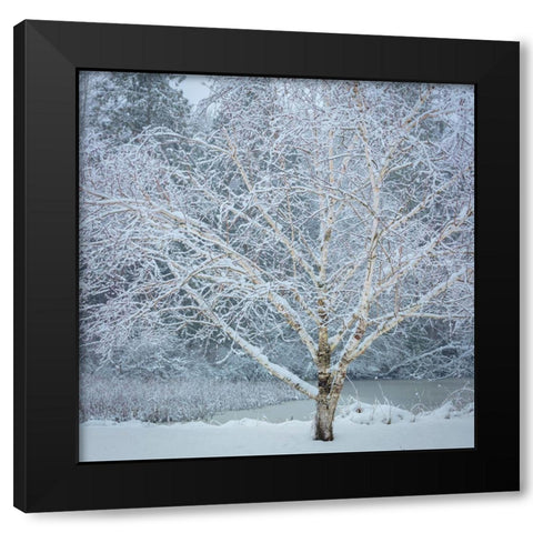 Washington State-Seabeck Snow-covered birch tree  Black Modern Wood Framed Art Print by Jaynes Gallery