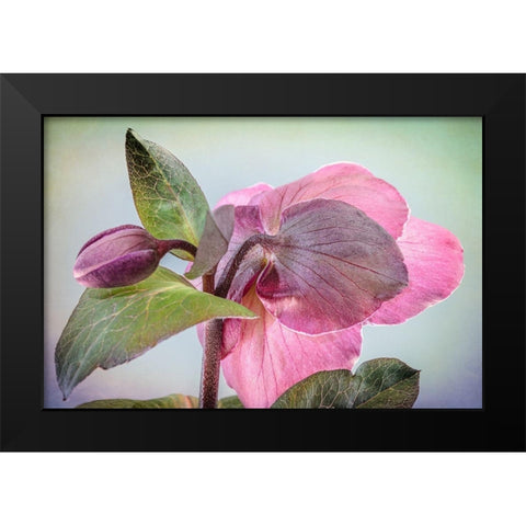 Washington State-Seabeck Hellebore blossom and bud  Black Modern Wood Framed Art Print by Jaynes Gallery