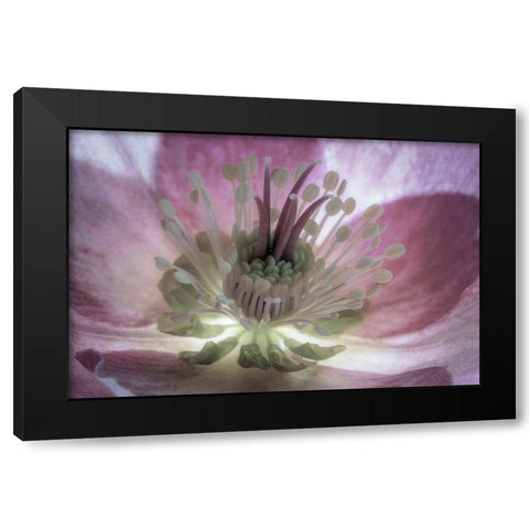 Washington State-Seabeck Hellebore blossom close-up  Black Modern Wood Framed Art Print by Jaynes Gallery