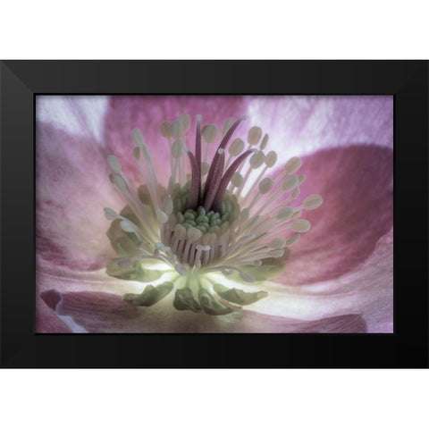Washington State-Seabeck Hellebore blossom close-up  Black Modern Wood Framed Art Print by Jaynes Gallery
