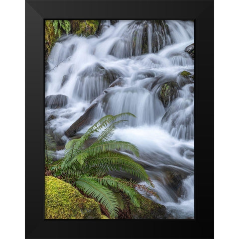 Washington State-Olympic National Forest Sword fern and cascading stream Black Modern Wood Framed Art Print by Jaynes Gallery