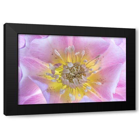 Washington State-Seabeck Hellebore blossom close-up Black Modern Wood Framed Art Print by Jaynes Gallery