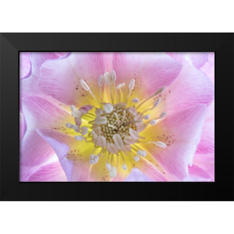 Washington State-Seabeck Hellebore blossom close-up Black Modern Wood Framed Art Print by Jaynes Gallery