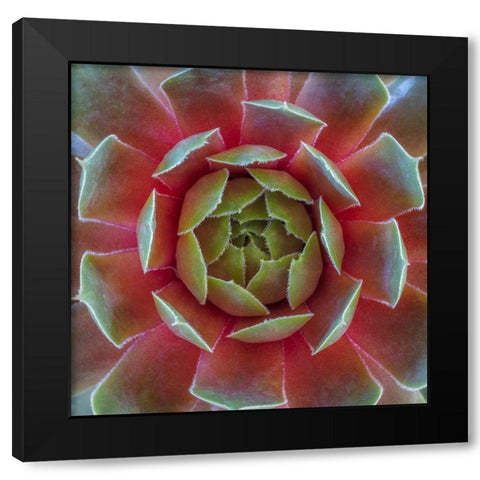 Washington State-Seabeck Close-up of sempervivum ruby heart plant Black Modern Wood Framed Art Print by Jaynes Gallery