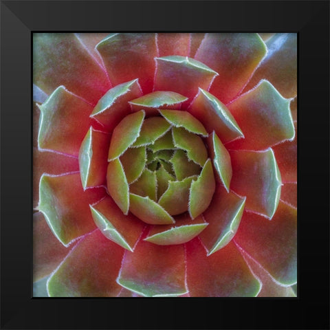 Washington State-Seabeck Close-up of sempervivum ruby heart plant Black Modern Wood Framed Art Print by Jaynes Gallery