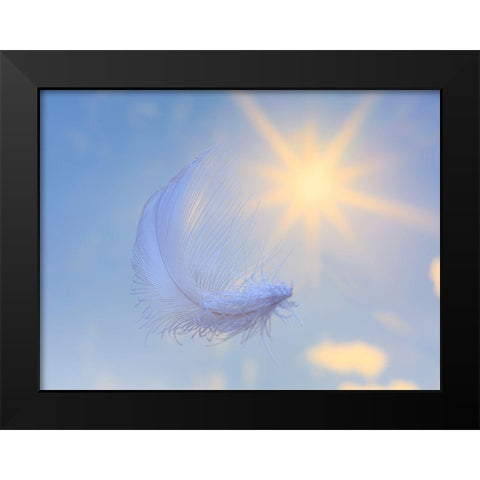 Washington State-Seabeck Close-up of falling feather Black Modern Wood Framed Art Print by Jaynes Gallery