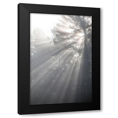 Washington State-Seabeck God rays and fog in forest Black Modern Wood Framed Art Print by Jaynes Gallery