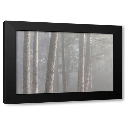 Washington State-Seabeck Forest fog in Scenic Beach State Park Black Modern Wood Framed Art Print by Jaynes Gallery