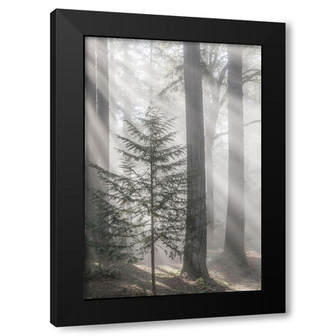 Washington State-Seabeck God rays and fog in forest Black Modern Wood Framed Art Print by Jaynes Gallery