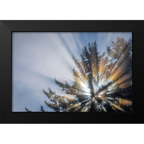Washington State-Seabeck Morning sunburst in tree Black Modern Wood Framed Art Print by Jaynes Gallery
