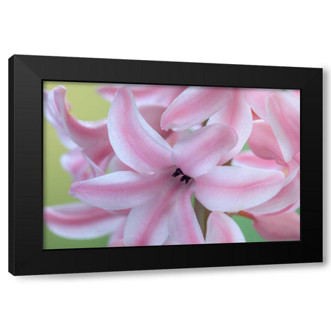 Washington State-Seabeck Detail of hyacinth blossoms Black Modern Wood Framed Art Print by Jaynes Gallery