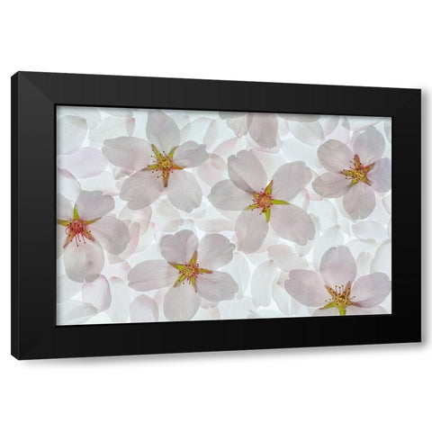 Washington State-Seabeck Montage of flowering cherry blossoms Black Modern Wood Framed Art Print with Double Matting by Jaynes Gallery