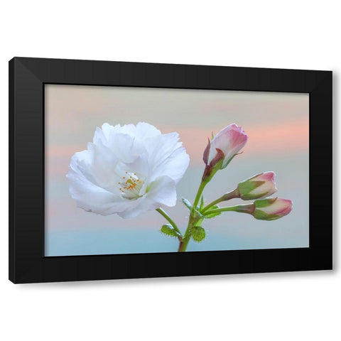Washington State-Seabeck Flowering cherry blossom and buds Black Modern Wood Framed Art Print by Jaynes Gallery