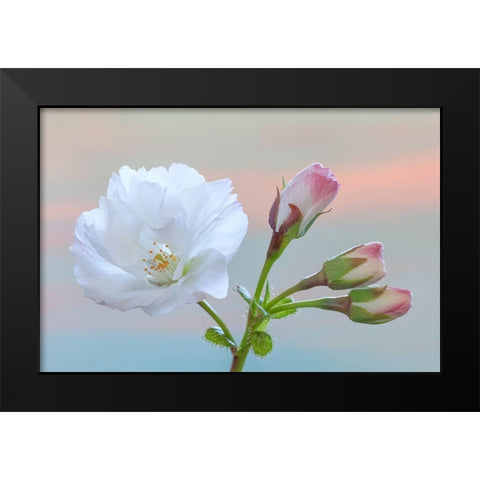 Washington State-Seabeck Flowering cherry blossom and buds Black Modern Wood Framed Art Print by Jaynes Gallery