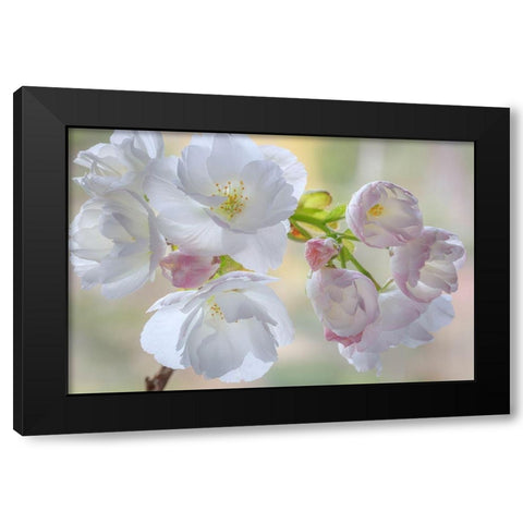 Washington State-Seabeck Flowering cherry blossoms Black Modern Wood Framed Art Print with Double Matting by Jaynes Gallery