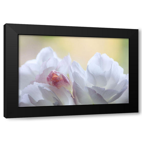 Washington State-Seabeck Flowering cherry blossoms Black Modern Wood Framed Art Print with Double Matting by Jaynes Gallery