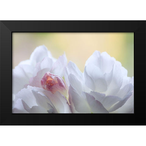 Washington State-Seabeck Flowering cherry blossoms Black Modern Wood Framed Art Print by Jaynes Gallery