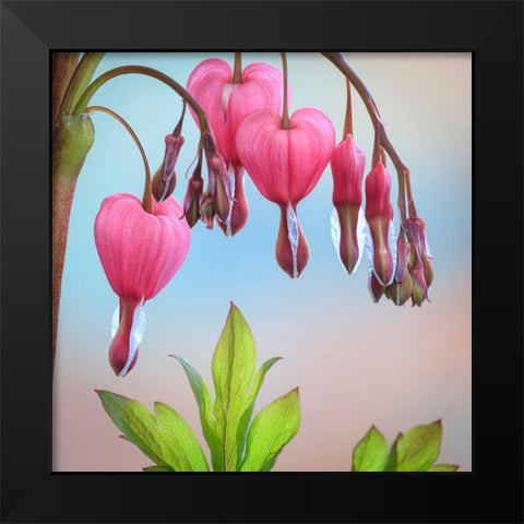 Washington State-Seabeck Bleeding heart blossoms close-up Black Modern Wood Framed Art Print by Jaynes Gallery