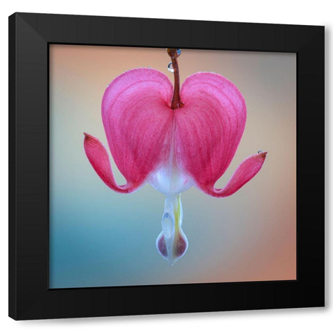 Washington State-Seabeck Bleeding heart blossom close-up Black Modern Wood Framed Art Print with Double Matting by Jaynes Gallery
