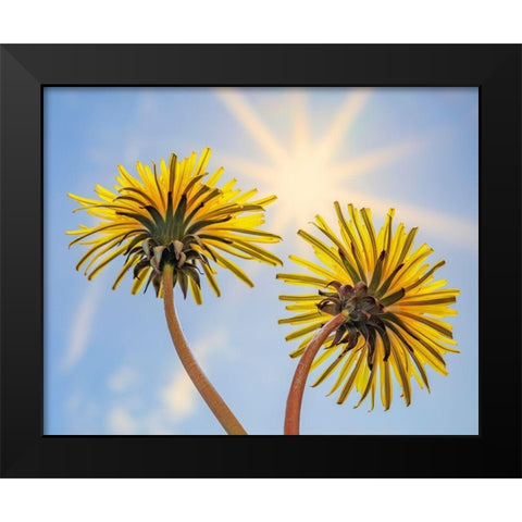 Washington State-Seabeck Dandelion blossoms and sunburst Black Modern Wood Framed Art Print by Jaynes Gallery
