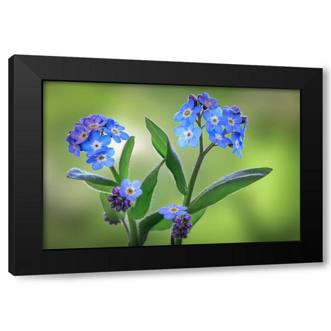 Washington State-Seabeck Forget-me-not blossoms close-up Black Modern Wood Framed Art Print by Jaynes Gallery
