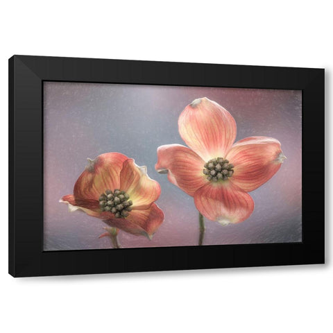 Washington State-Seabeck Close-up of dogwood blossoms Black Modern Wood Framed Art Print by Jaynes Gallery