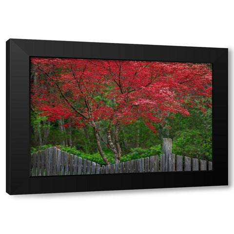 Washington State-Seabeck Blooming Japanese maple tree and fence Black Modern Wood Framed Art Print by Jaynes Gallery