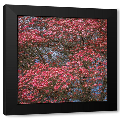 Washington State Pink dogwood tree in bloom Black Modern Wood Framed Art Print with Double Matting by Jaynes Gallery