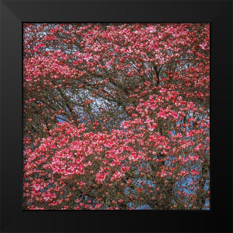 Washington State Pink dogwood tree in bloom Black Modern Wood Framed Art Print by Jaynes Gallery