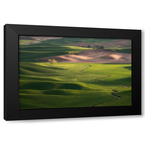 USA-Washington-Palouse-Rolling spring wheat fields Black Modern Wood Framed Art Print by Jaynes Gallery