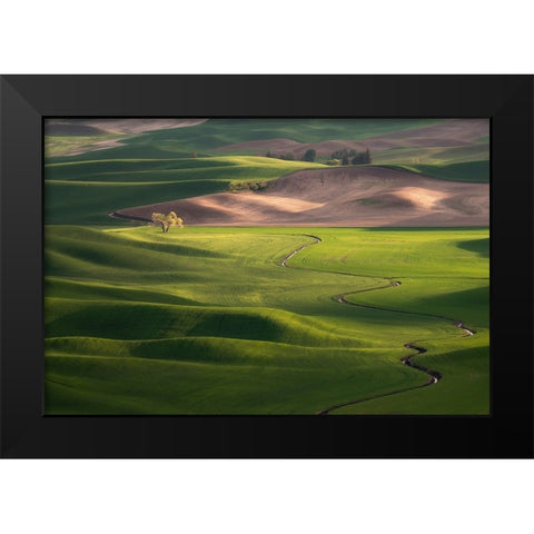 USA-Washington-Palouse-Rolling spring wheat fields Black Modern Wood Framed Art Print by Jaynes Gallery