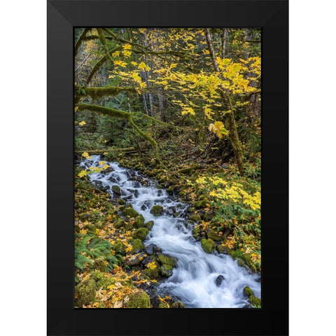 USA-Washington State-Olympic National Park Creek rapids and forest in autumn Black Modern Wood Framed Art Print by Jaynes Gallery