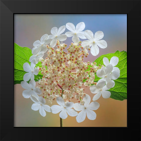 USA-Washington State-Silverdale Highbush cranberry viburnum flowers close-up Black Modern Wood Framed Art Print by Jaynes Gallery