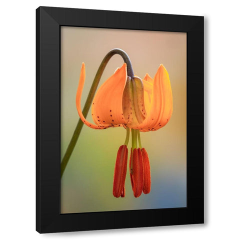 USA-Washington-Dewatto Tiger lily flower close-up Black Modern Wood Framed Art Print with Double Matting by Jaynes Gallery