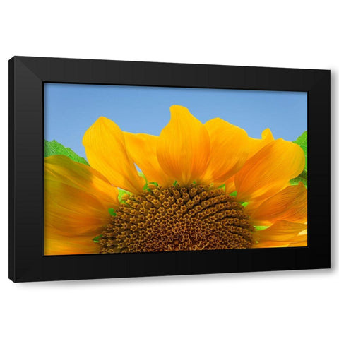 USA-Washington State-Seabeck Sunflower blossom close-up Black Modern Wood Framed Art Print with Double Matting by Jaynes Gallery