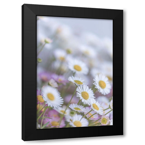 USA-Washington State-Seabeck Santa Barbara daisies Black Modern Wood Framed Art Print with Double Matting by Jaynes Gallery