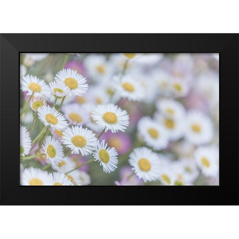 USA-Washington State-Seabeck Santa Barbara daisies Black Modern Wood Framed Art Print by Jaynes Gallery