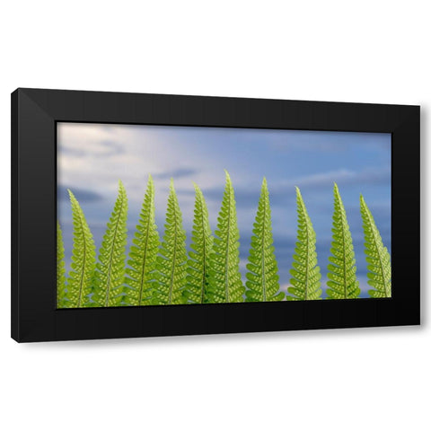 USA-Washington State-Seabeck Fern forest against sky Black Modern Wood Framed Art Print with Double Matting by Jaynes Gallery
