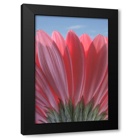 USA-Washington State-Seabeck Underside close-up of a gerbera daisy Black Modern Wood Framed Art Print by Jaynes Gallery